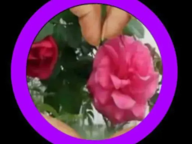 Imagem do grupo de WhatsApp Lantas E Ervas