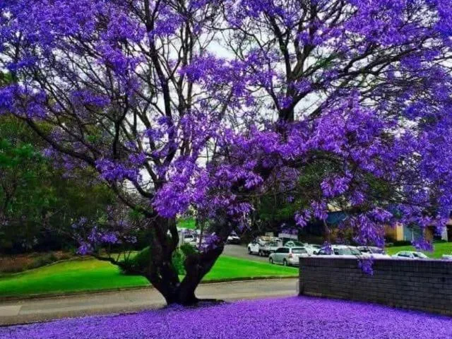 Imagem do grupo de WhatsApp Paraiso Do Amor