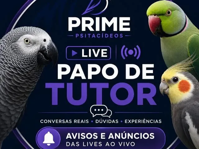 Imagem do grupo de WhatsApp Prime Live Papo de Tutor