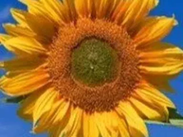 Imagem do grupo de WhatsApp Saude Da Mente