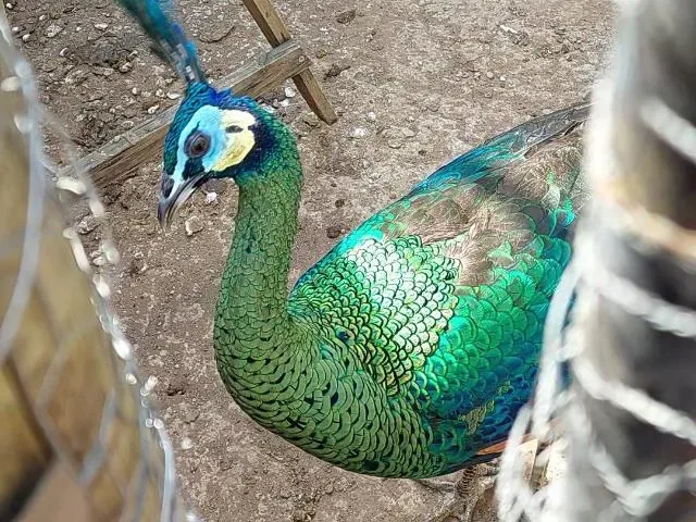 Imagem do grupo de WhatsApp Todas As Especies De Aves Em Geral BR